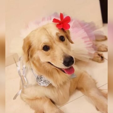 Fur Babies Over Babies: How Millennials and Gen Z Are Redefining Family